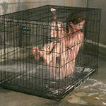 Beautiful slave girls in forbidden fantasies and bdsm sex.